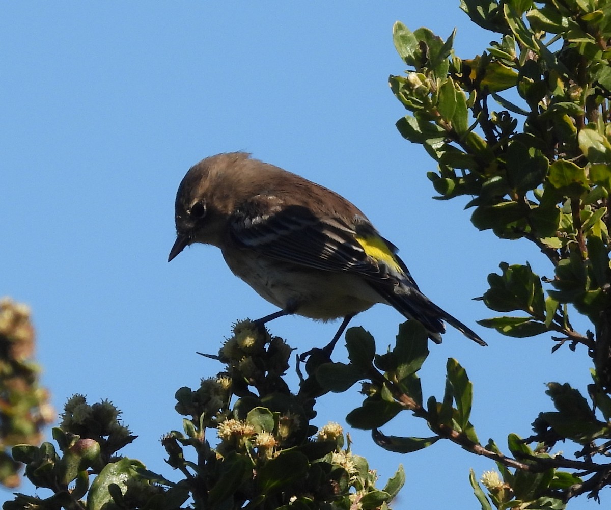 Yellow-rumped Warbler (Myrtle) - ML624957575