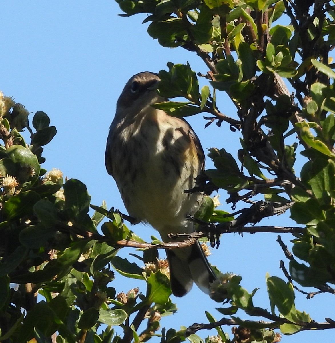 Yellow-rumped Warbler (Myrtle) - ML624957576