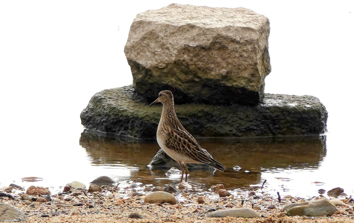 Pectoral Sandpiper - ML624957654