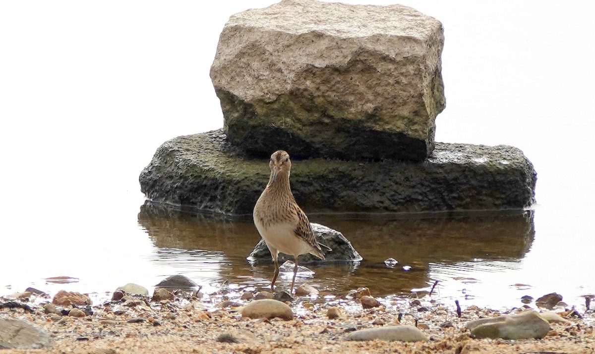 Pectoral Sandpiper - ML624957655