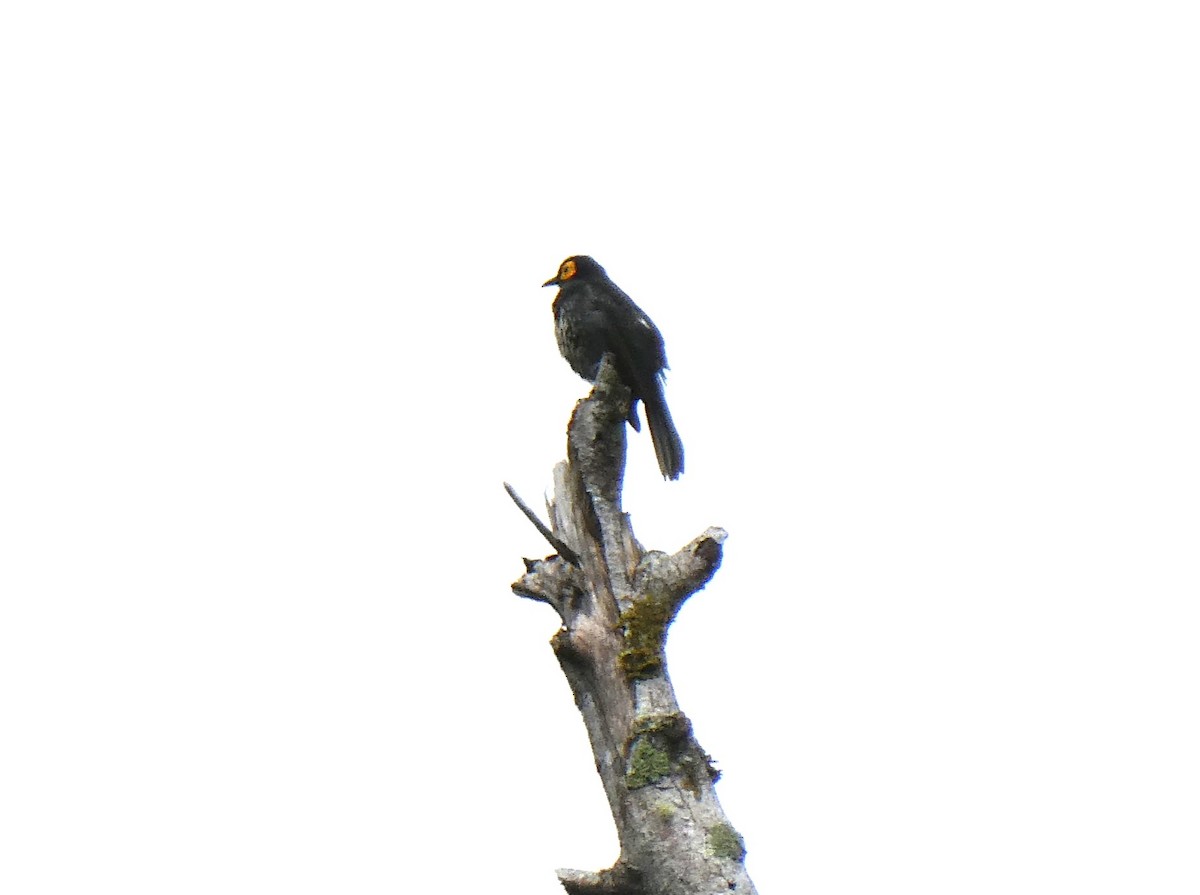 Arfak Honeyeater - ML624957732