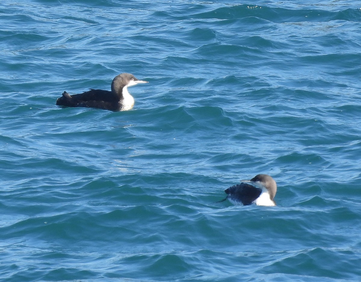 Pacific Loon - ML624957777