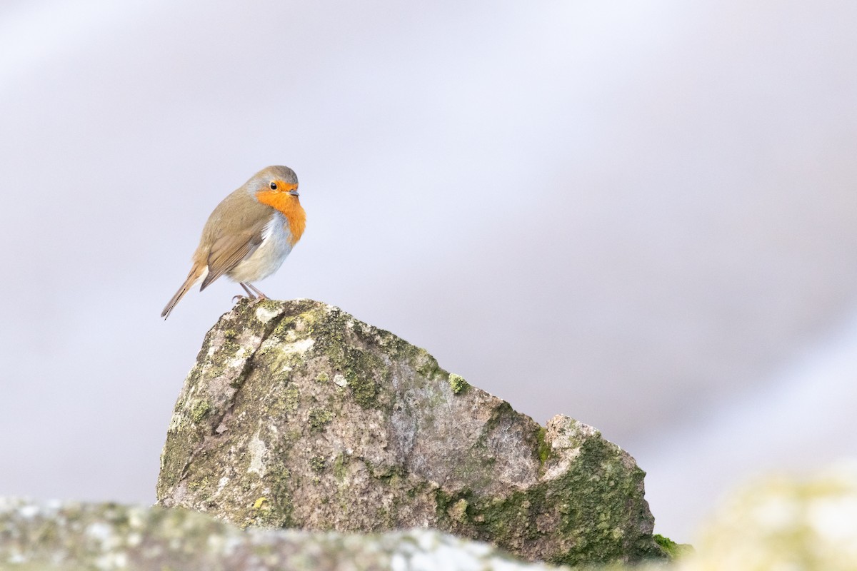 European Robin - ML624958000