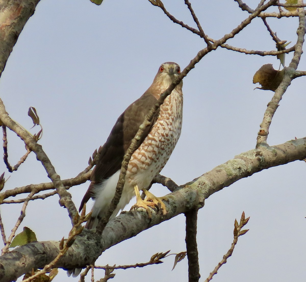 Cooper's Hawk - ML624958058