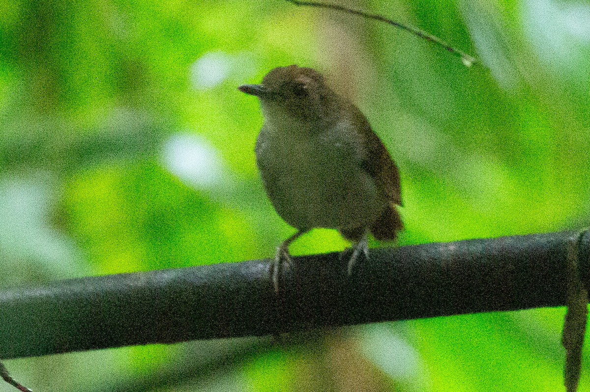 Sulawesi Babbler - ML624958119