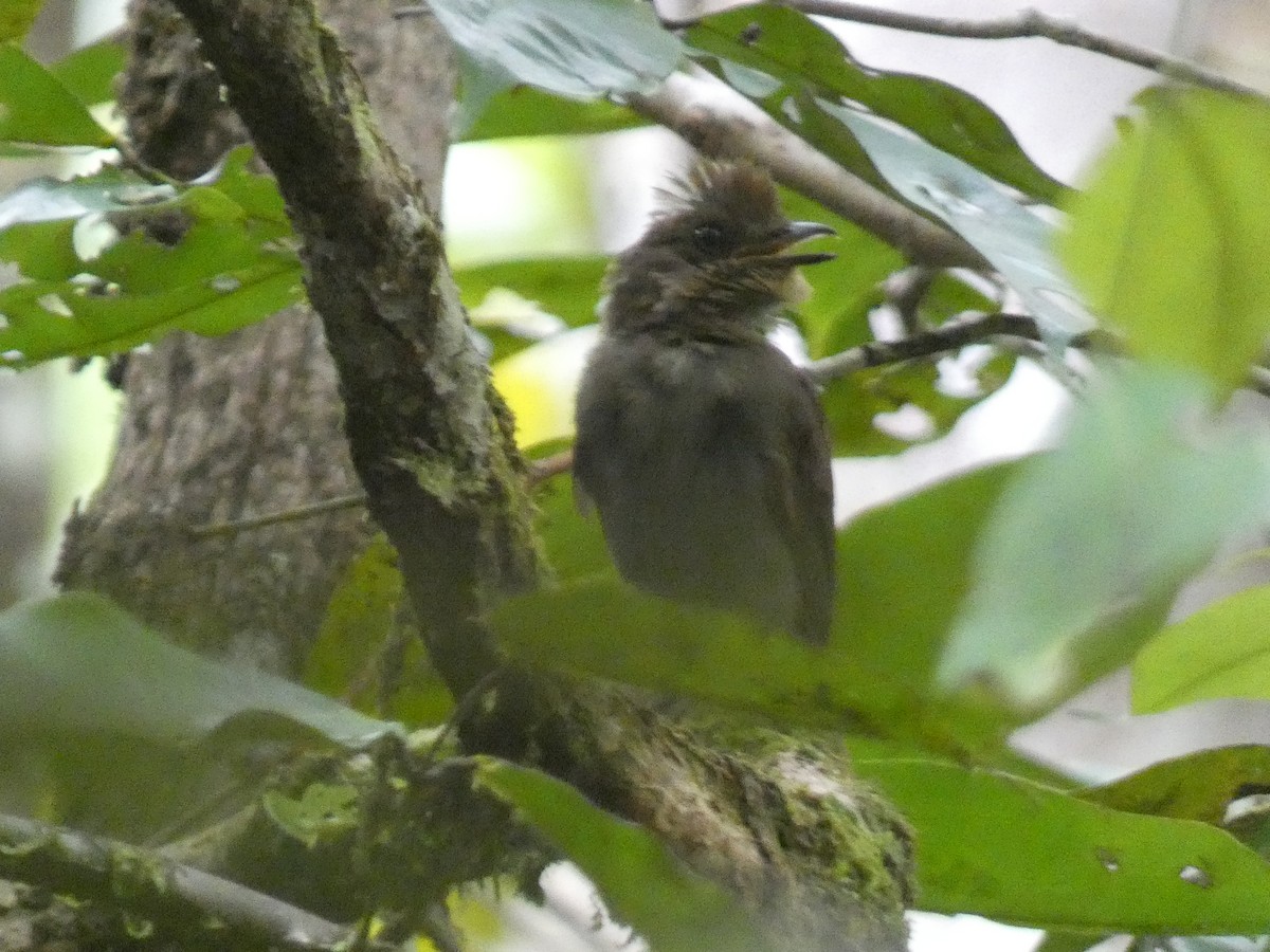 Brown-winged Schiffornis - ML624958432