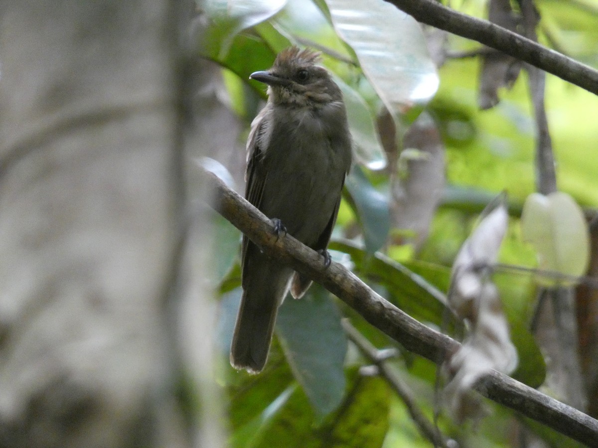 Brown-winged Schiffornis - ML624958433