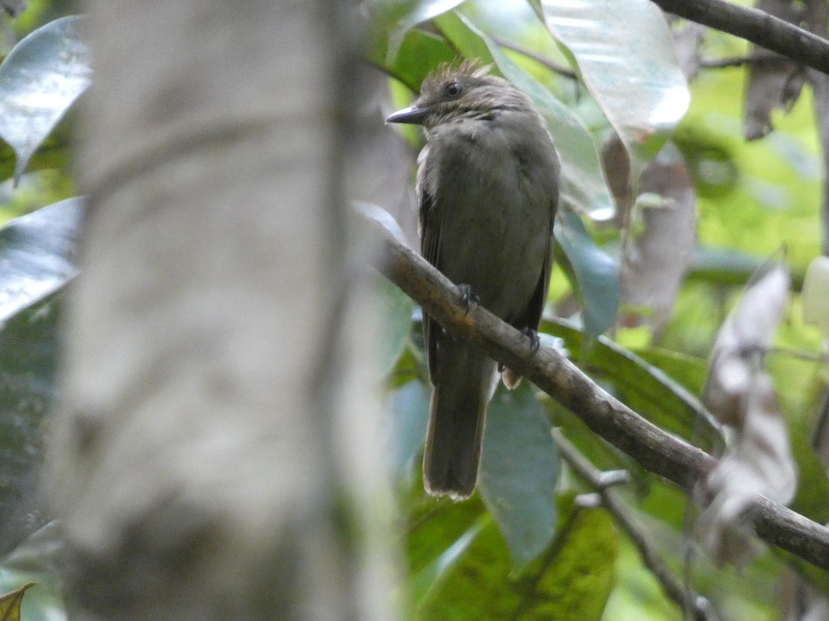 Brown-winged Schiffornis - ML624958437