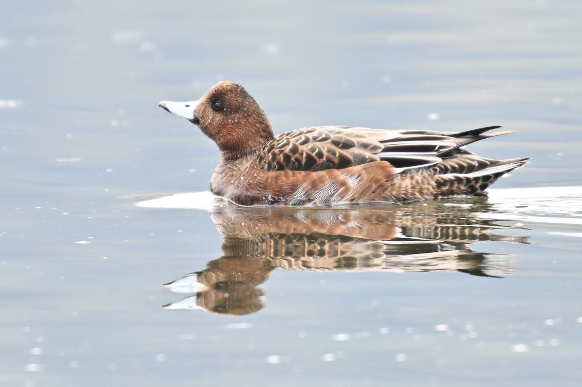 Eurasian Wigeon - ML624958497