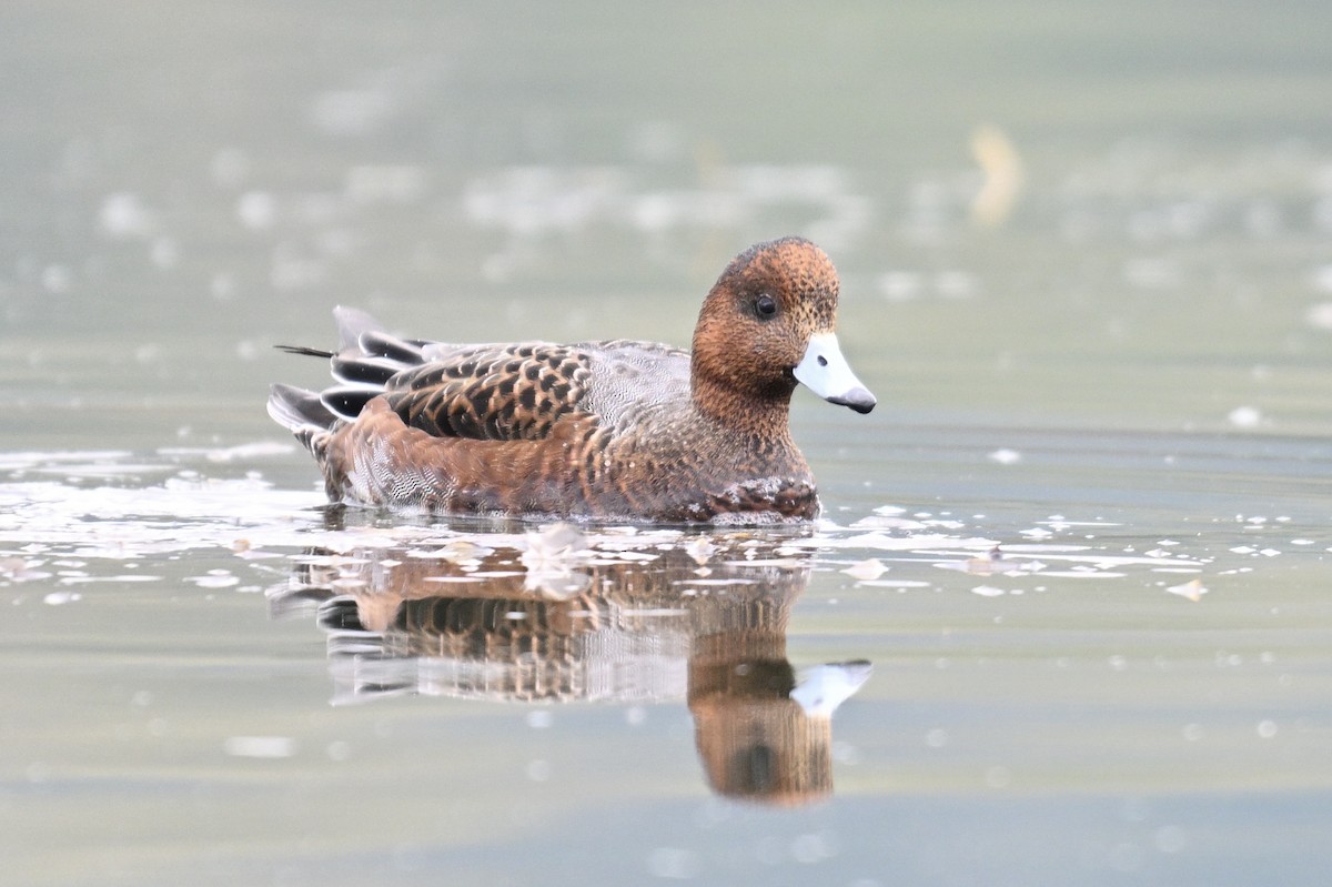 Eurasian Wigeon - ML624958499