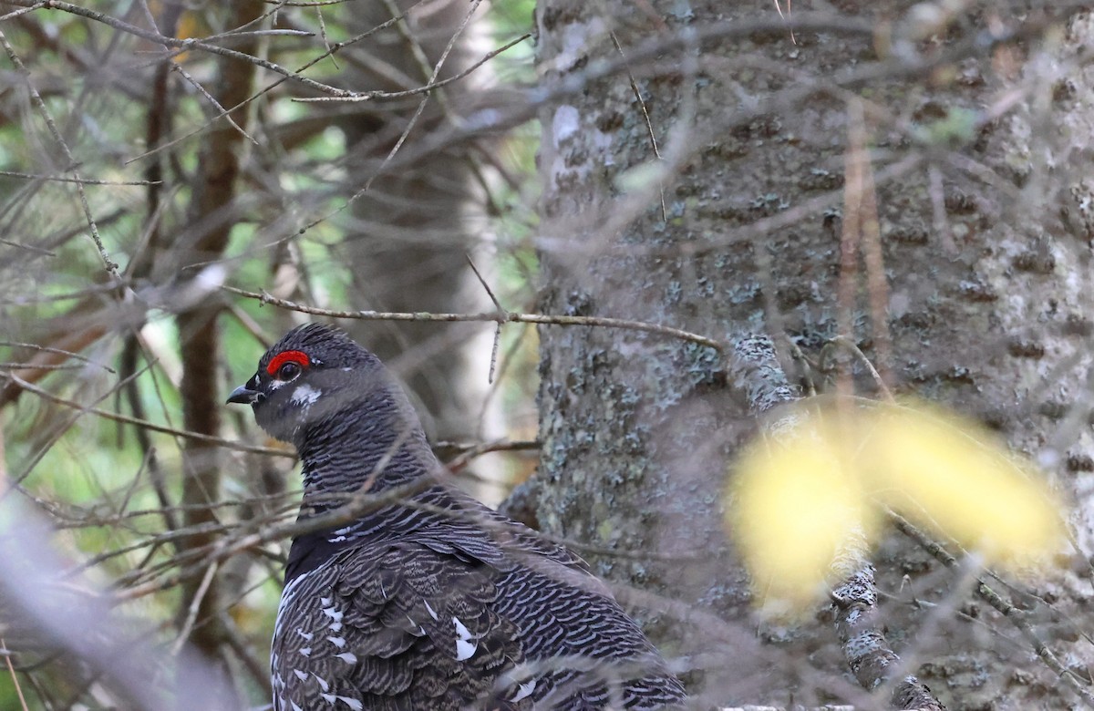 Spruce Grouse - ML624958565