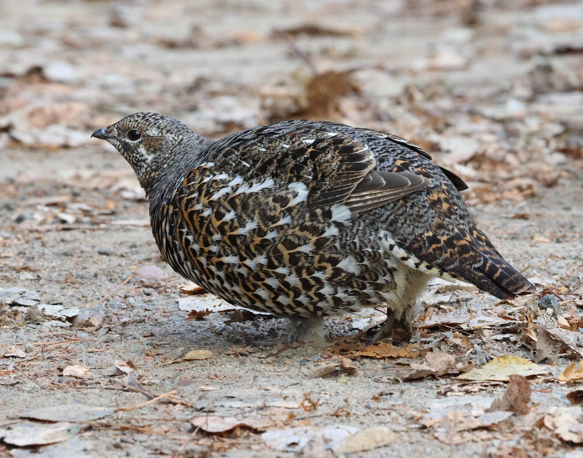 Spruce Grouse - ML624958567