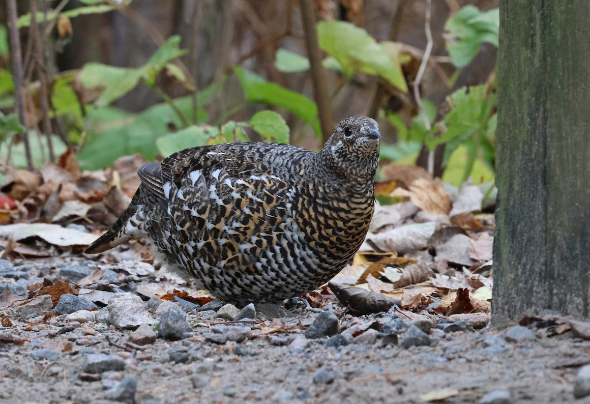 Spruce Grouse - ML624958570