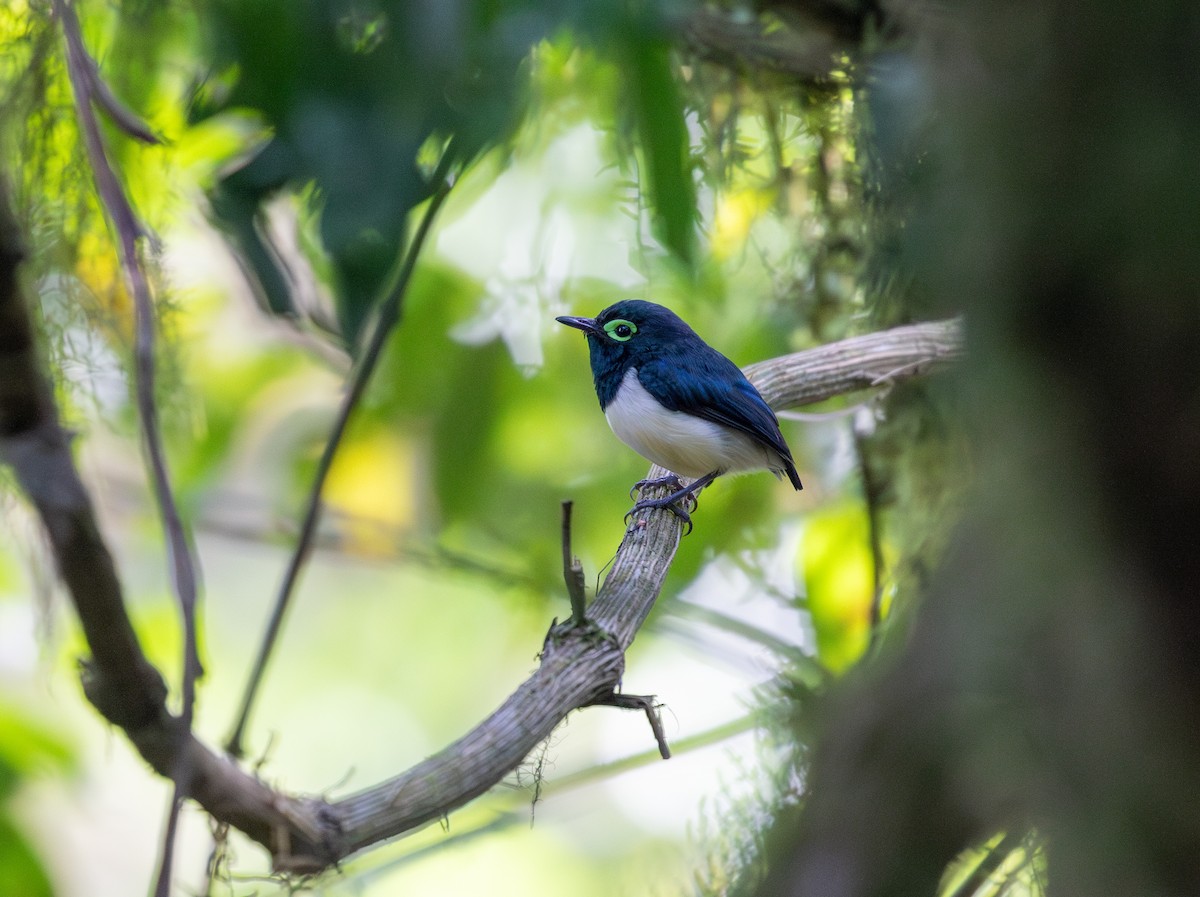 Black-necked Wattle-eye - ML624958718