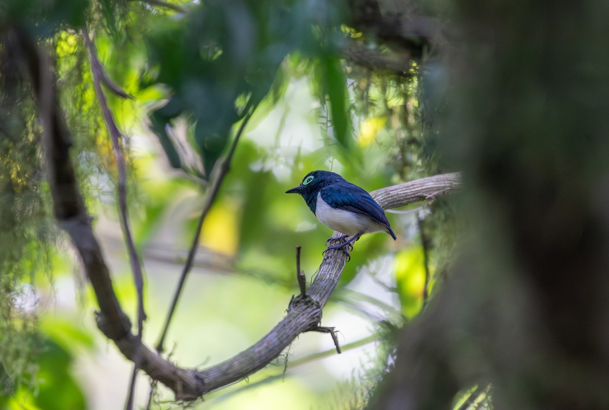 Black-necked Wattle-eye - ML624958733