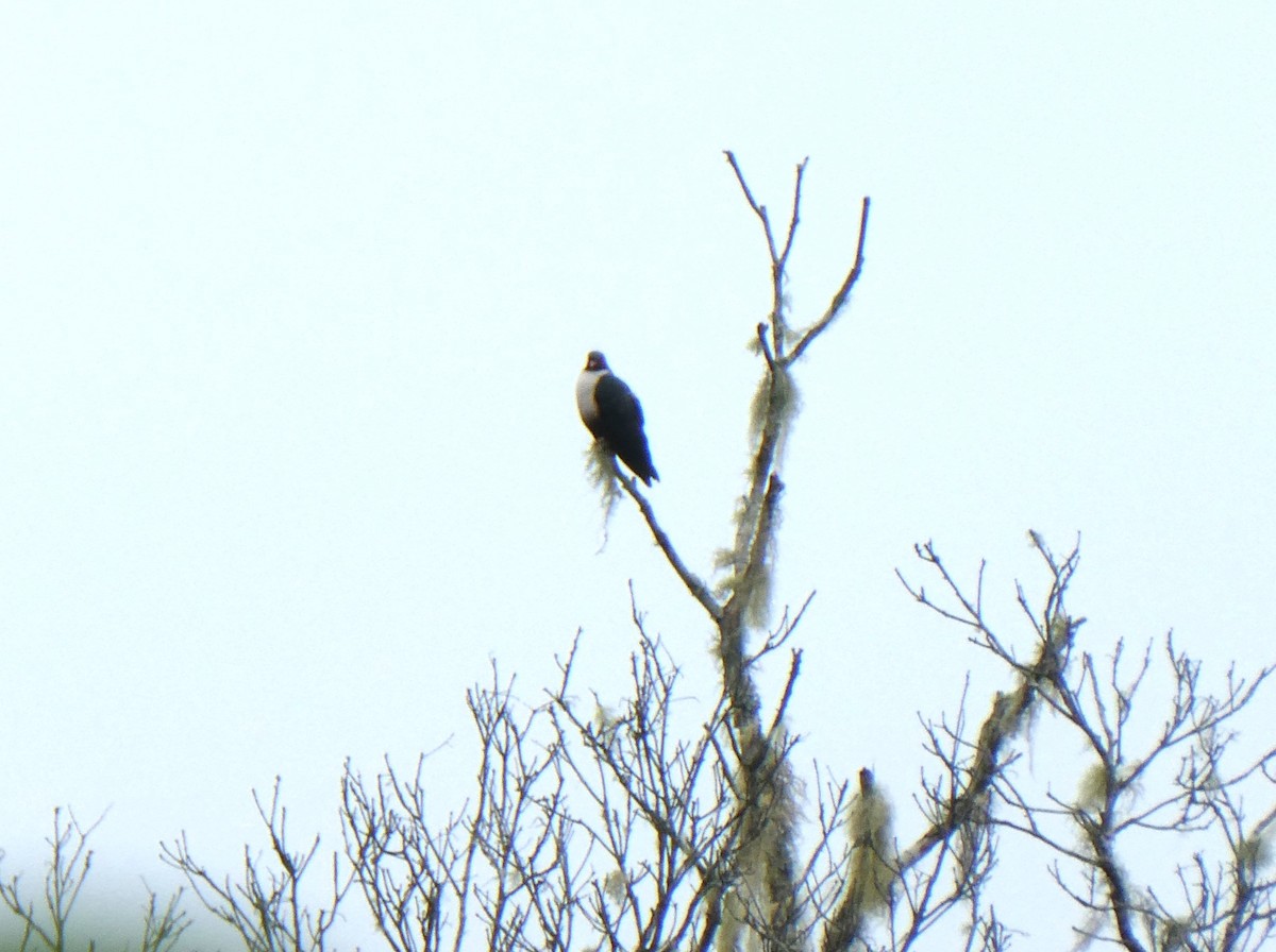 Papuan Mountain-Pigeon - ML624958969