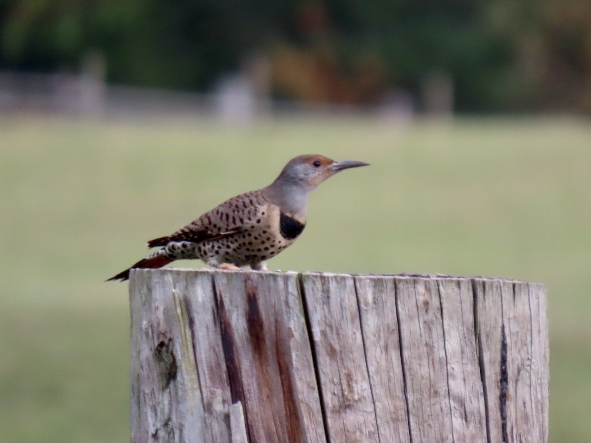 Northern Flicker - ML624959034