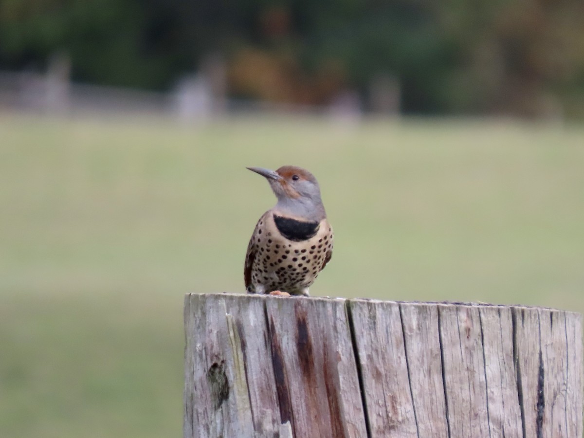 Northern Flicker - ML624959035