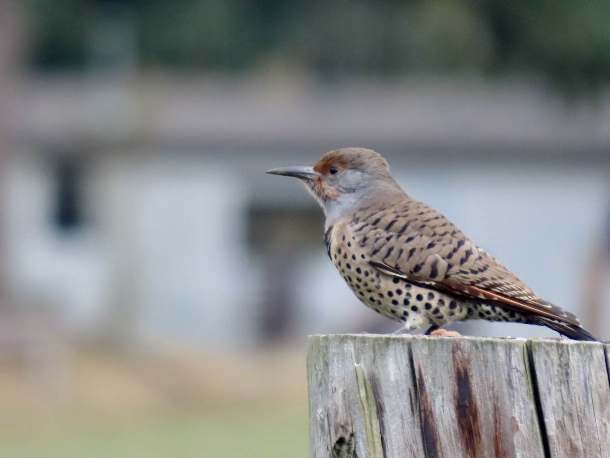 Northern Flicker - ML624959036