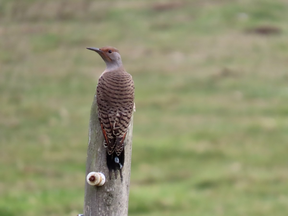 Northern Flicker - ML624959037