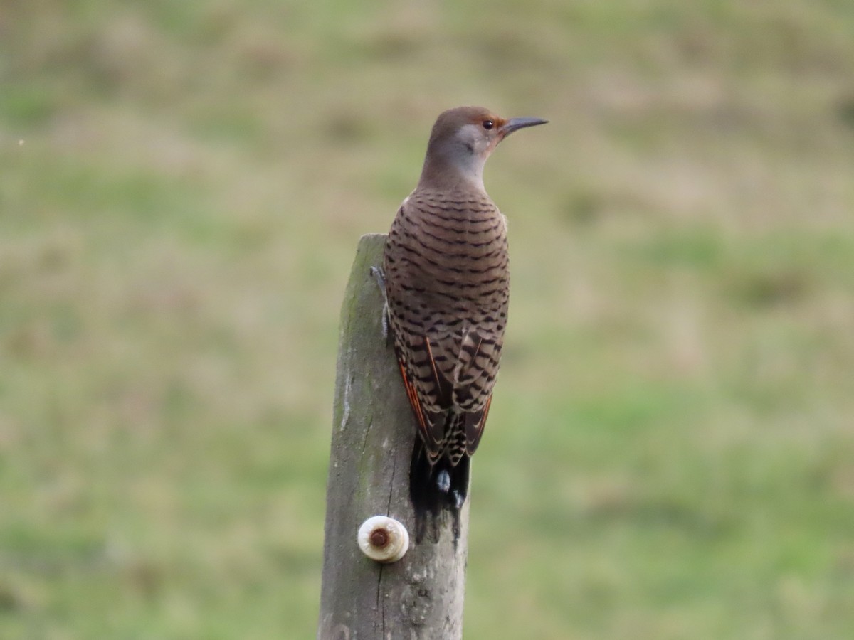 Northern Flicker - ML624959038