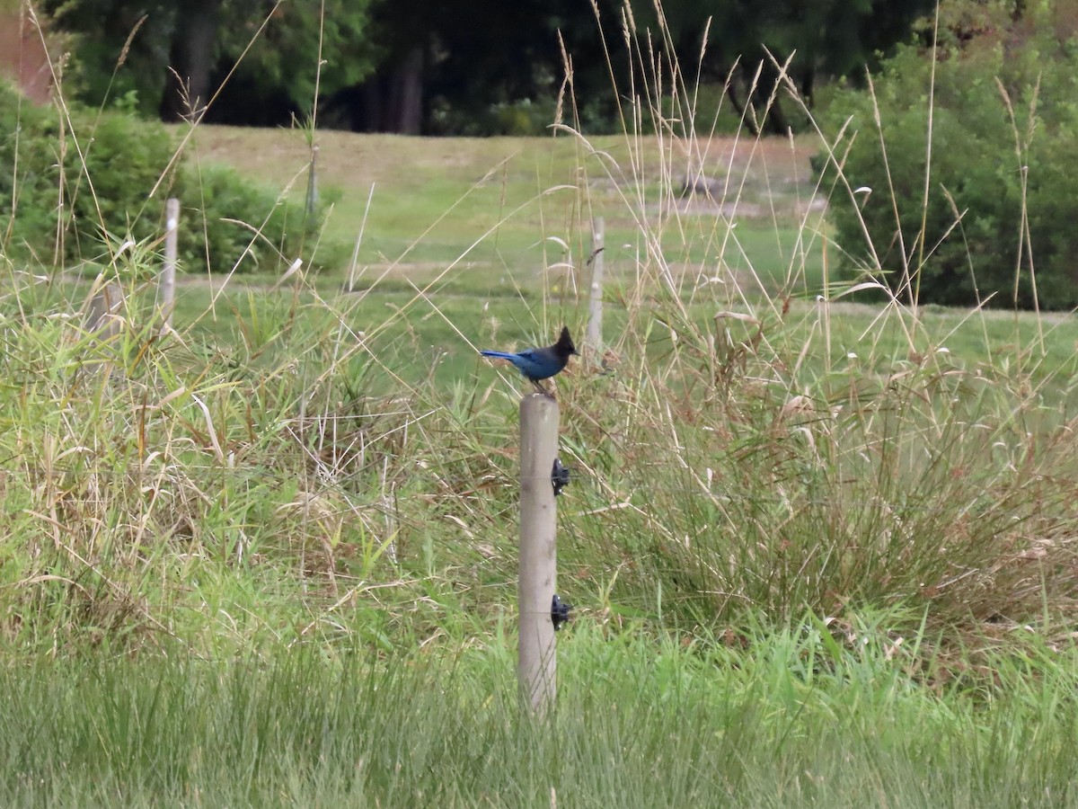 Steller's Jay - ML624959043