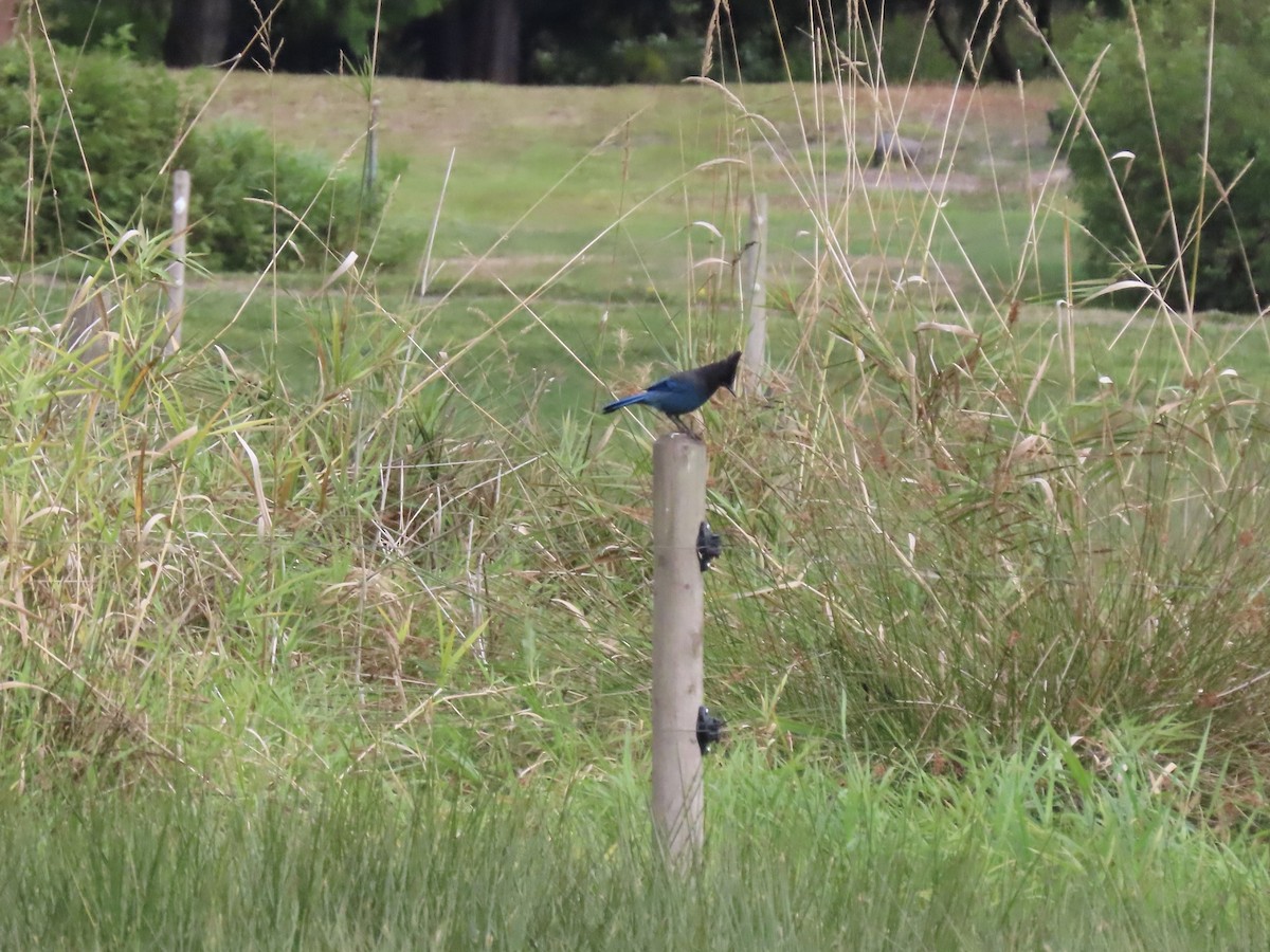 Steller's Jay - ML624959044