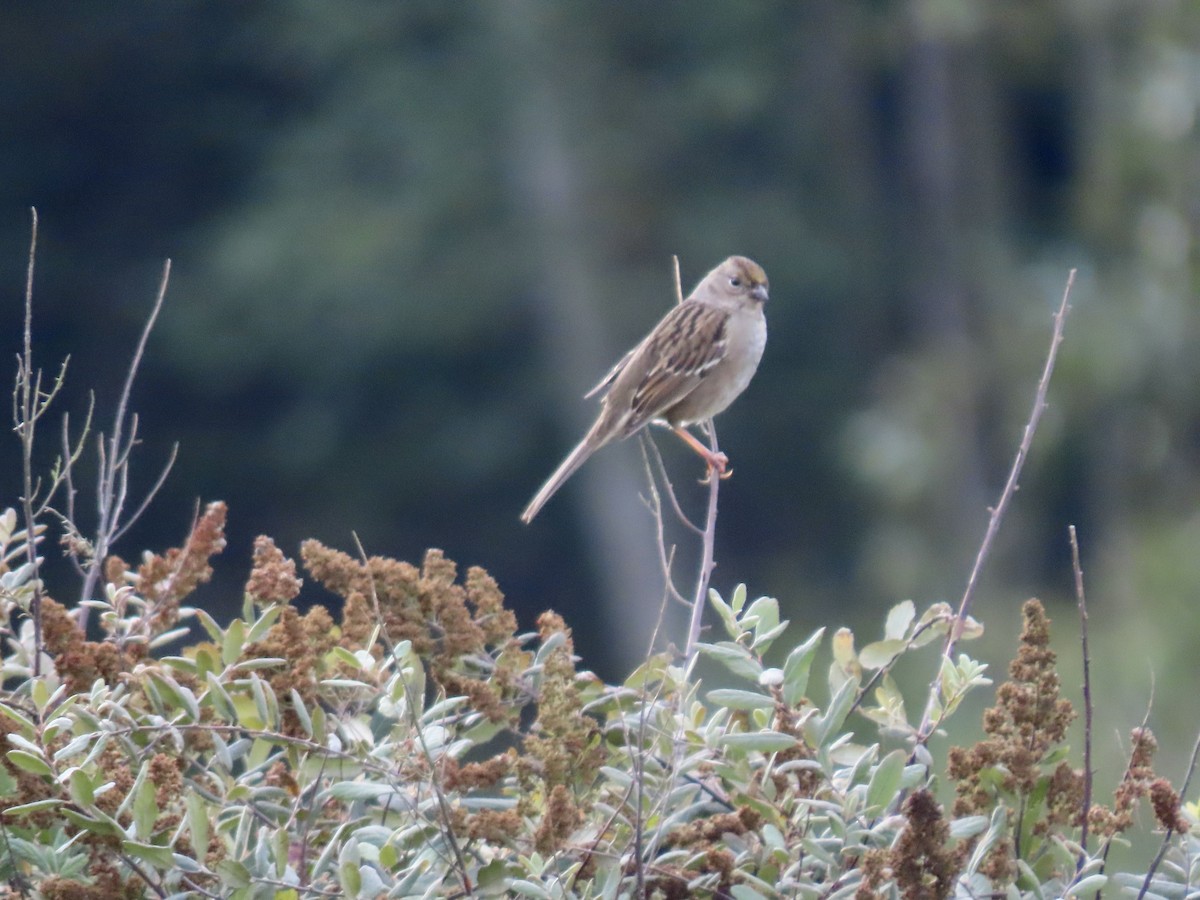 Golden-crowned Sparrow - ML624959089