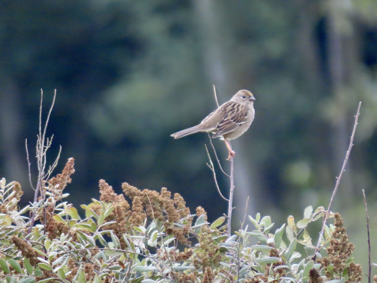 Golden-crowned Sparrow - George Gerdts