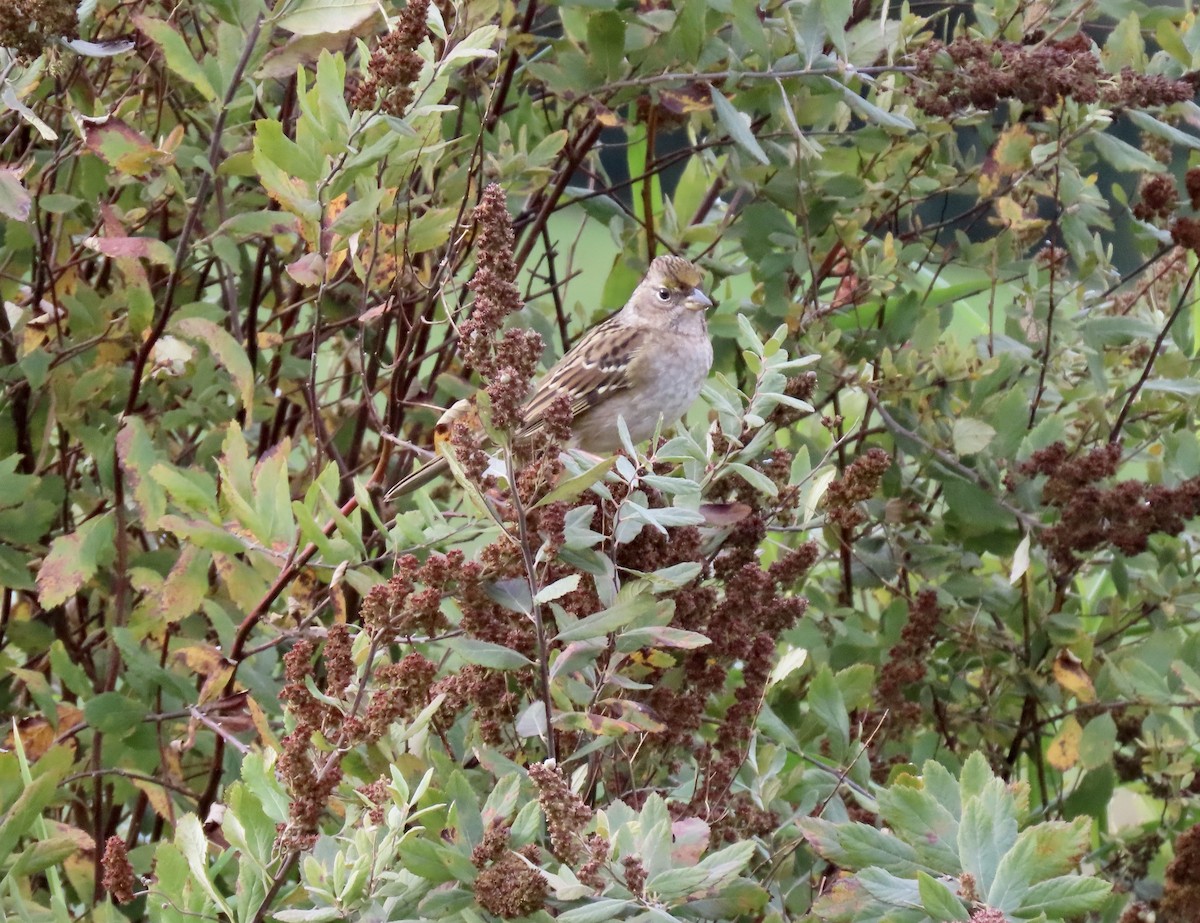 Golden-crowned Sparrow - ML624959091