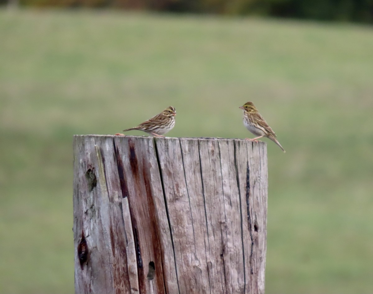 Savannah Sparrow - ML624959121