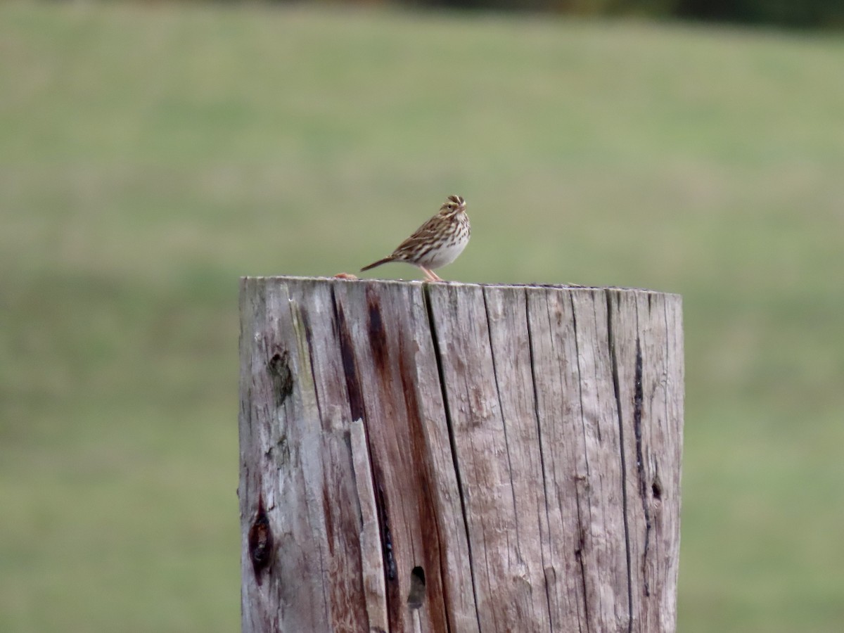 Savannah Sparrow - ML624959122