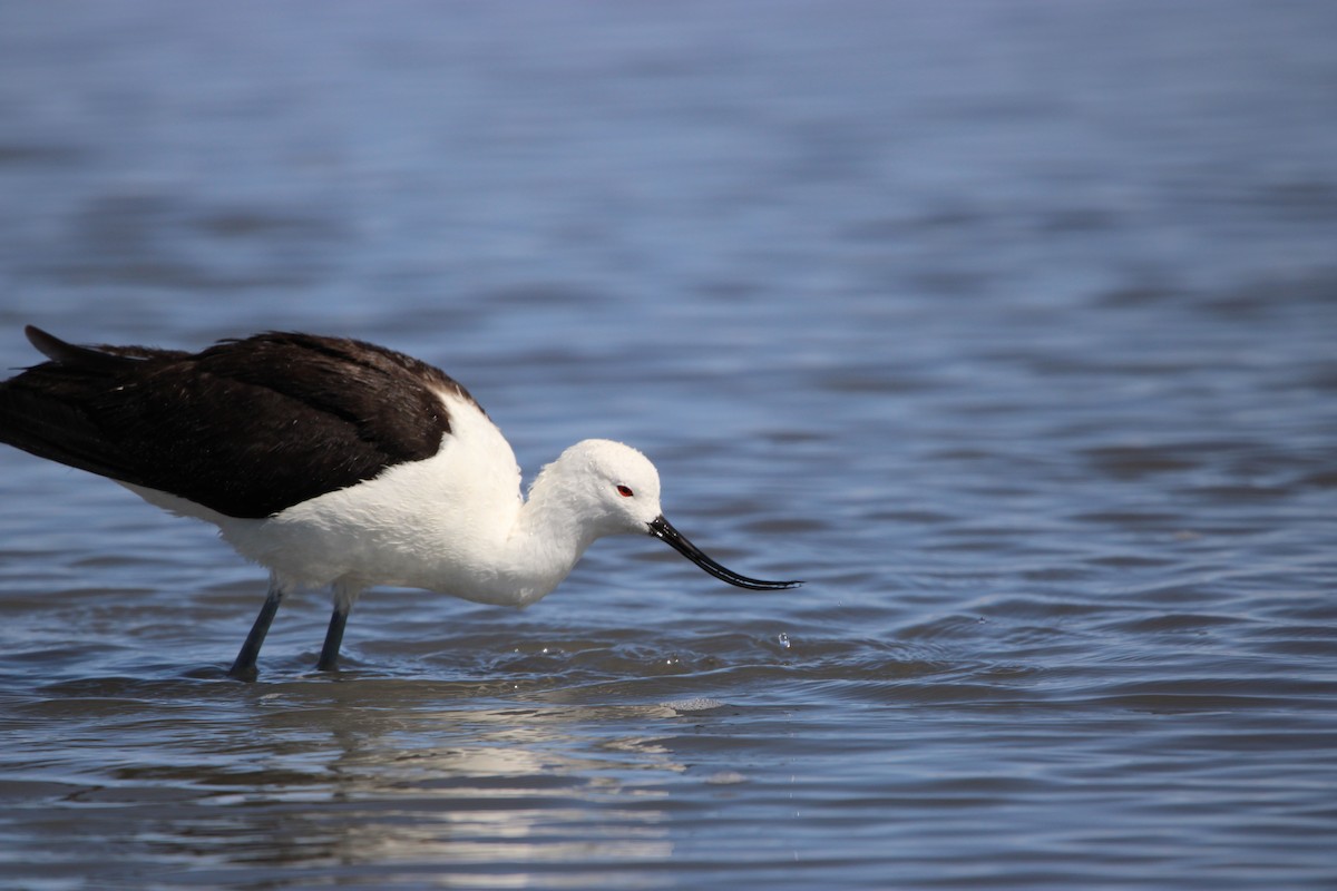 Andean Avocet - ML624959357