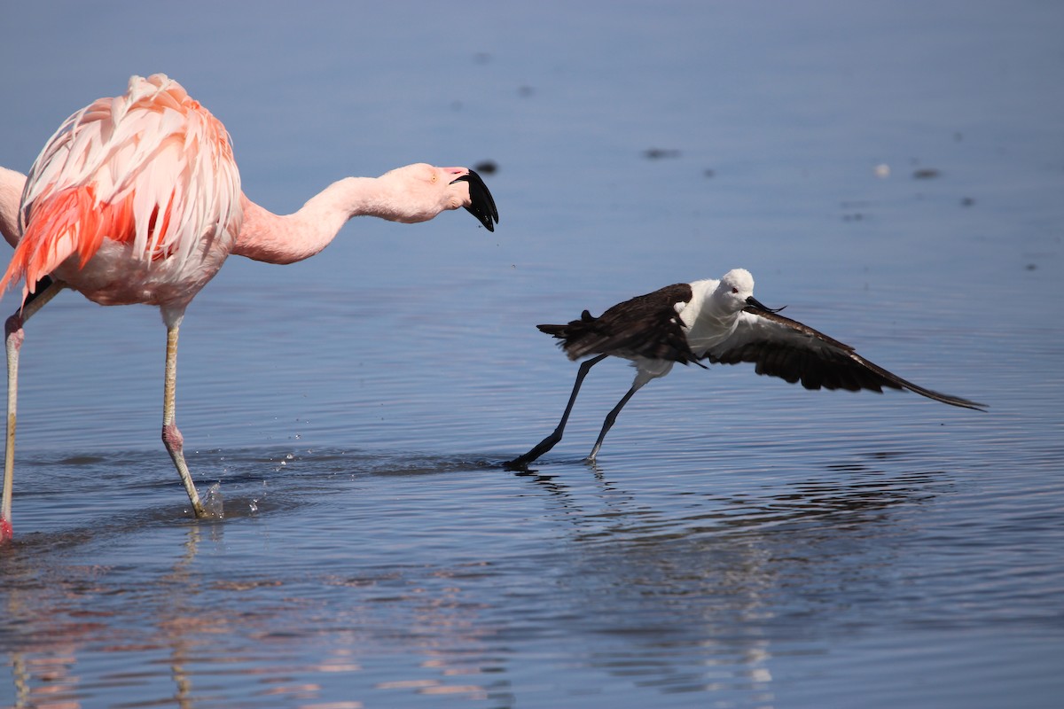 Andean Avocet - ML624959397