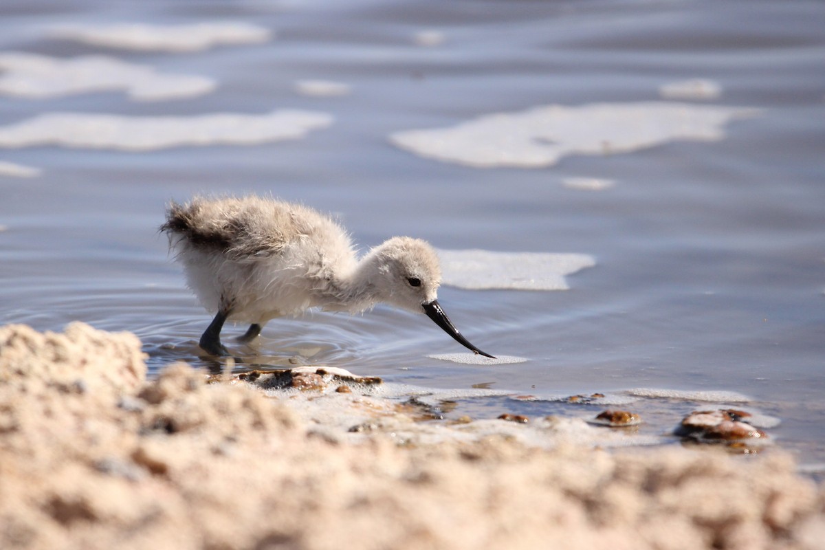 Andean Avocet - ML624959399