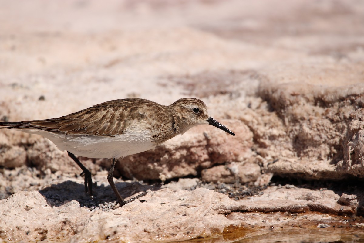 Baird's Sandpiper - ML624959483