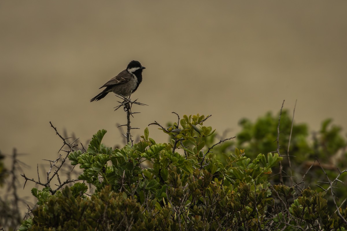 Gray Tit - Antonio Rodriguez-Sinovas