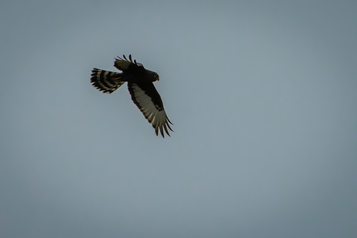 Black Harrier - Antonio Rodriguez-Sinovas