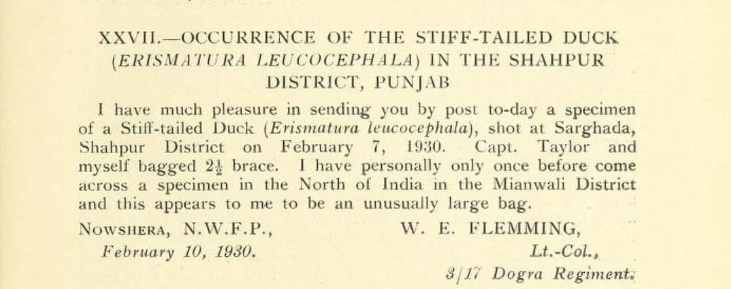 White-headed Duck - ML624959692