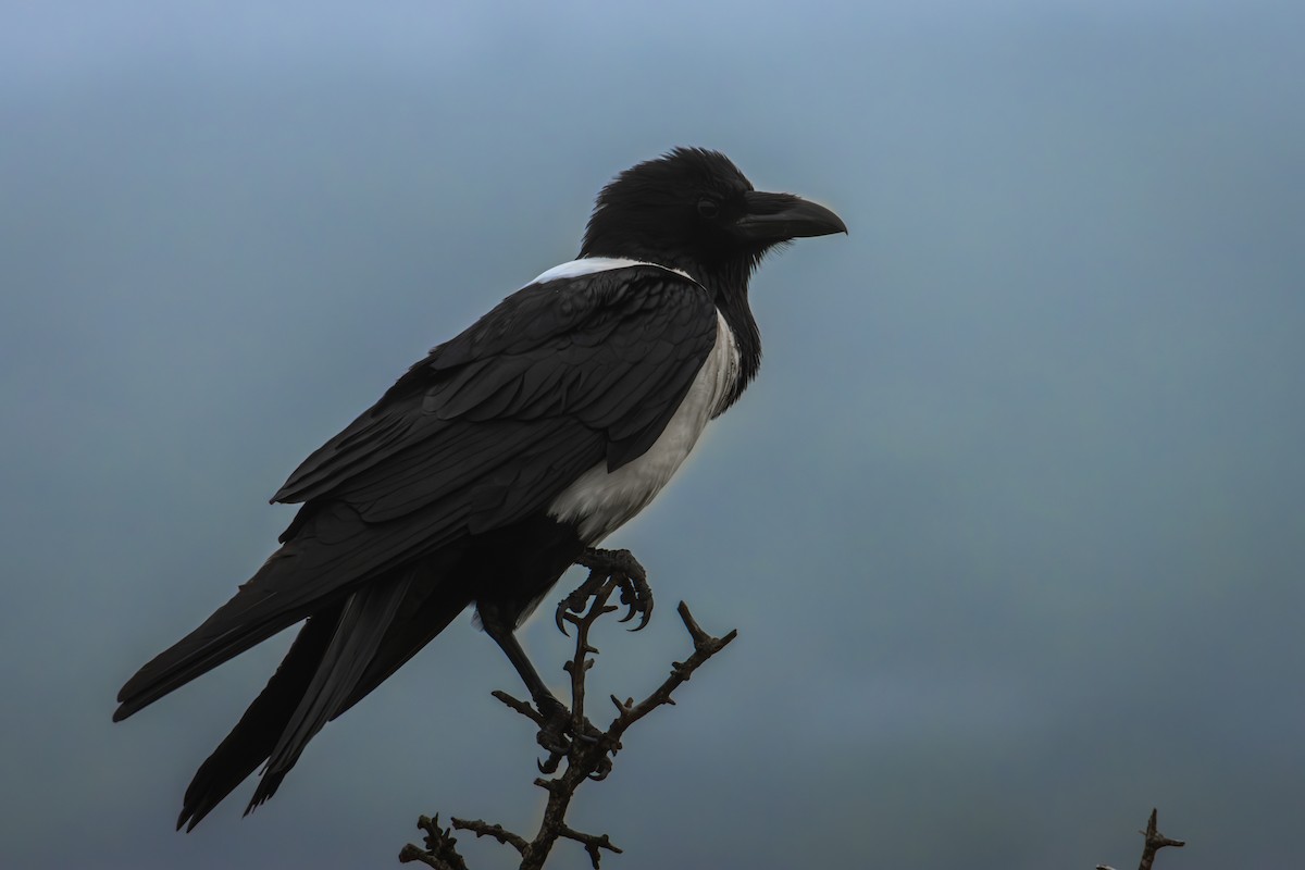 Pied Crow - Antonio Rodriguez-Sinovas