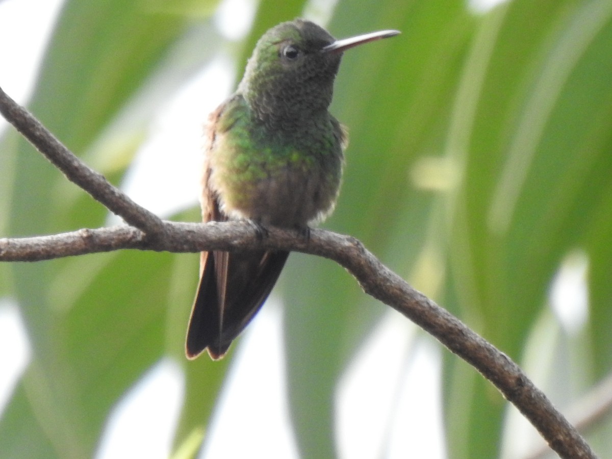 Green-bellied Hummingbird - ML624959706