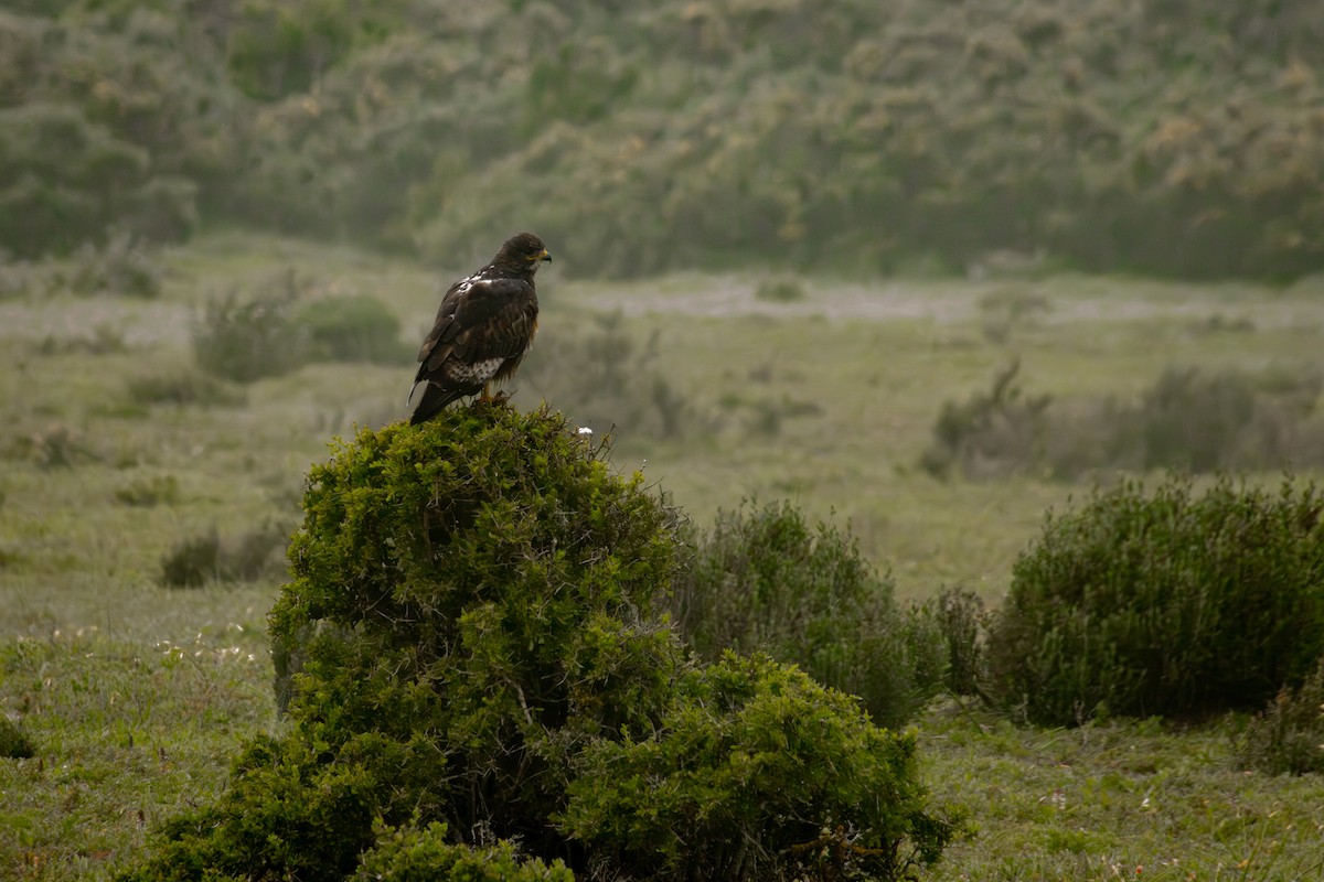 Jackal Buzzard - Antonio Rodriguez-Sinovas