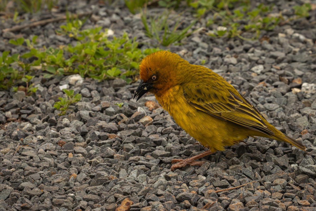 Cape Weaver - ML624959761