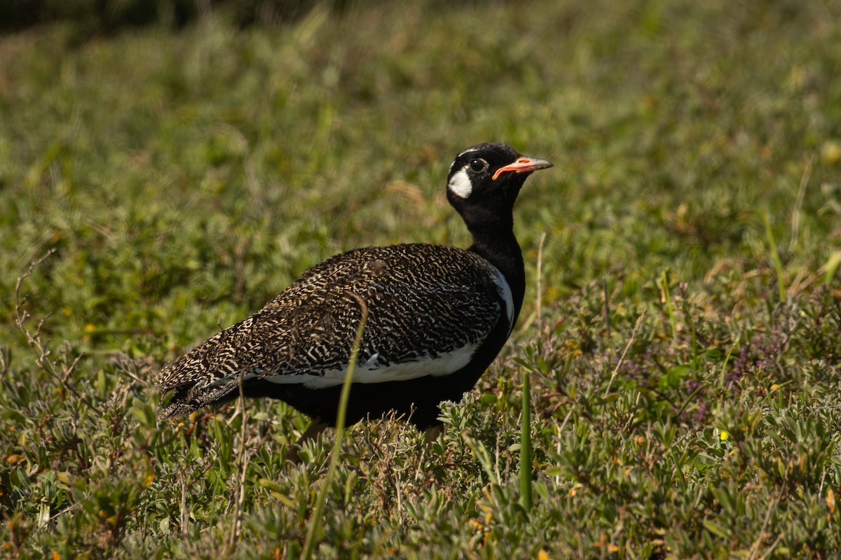 Black Bustard - ML624959794