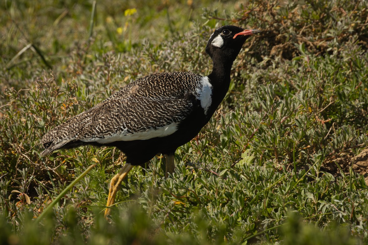 Black Bustard - ML624959797