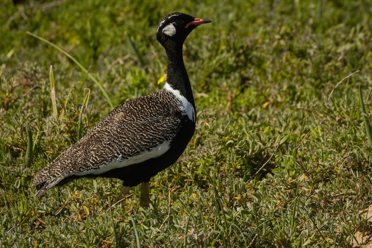 Black Bustard - ML624959798