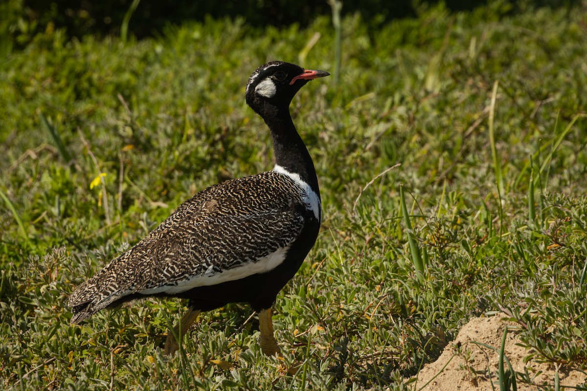Black Bustard - Antonio Rodriguez-Sinovas
