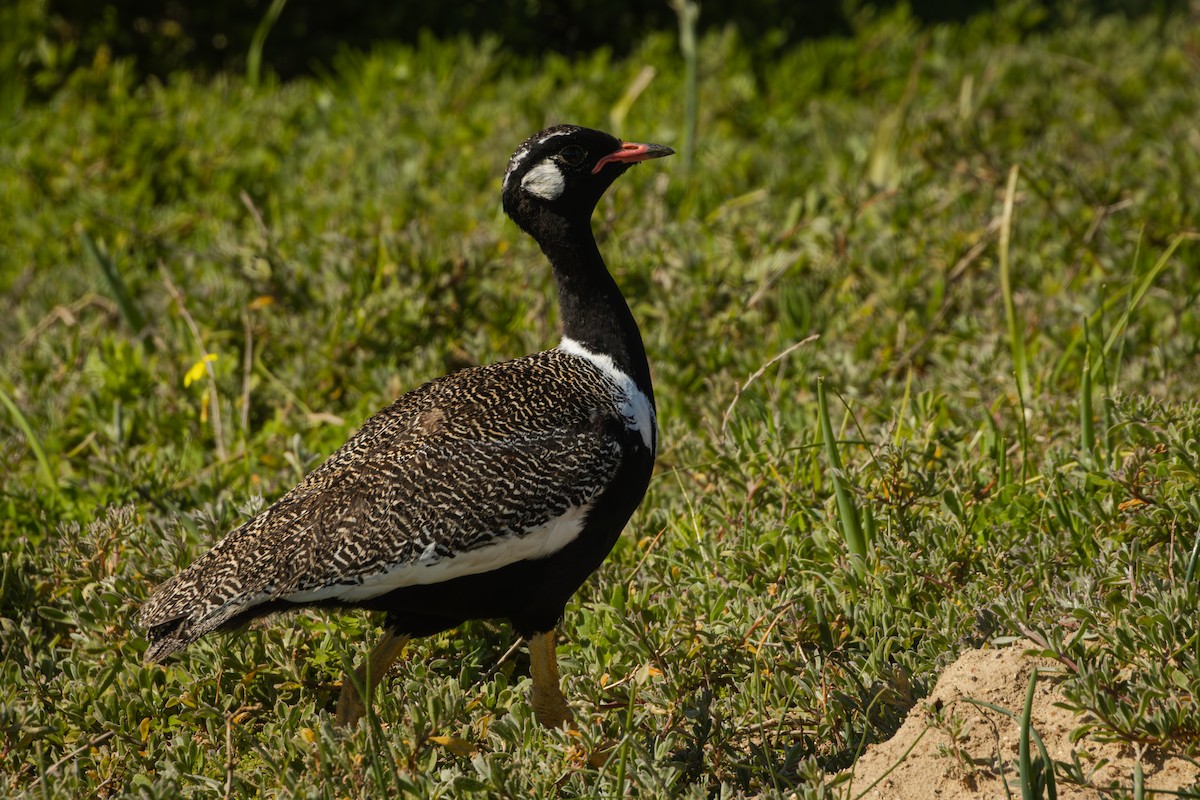 Black Bustard - ML624959799