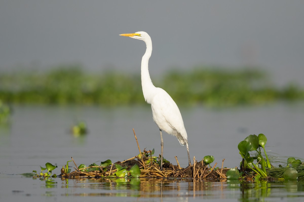 Great Egret - Ilya Povalyaev