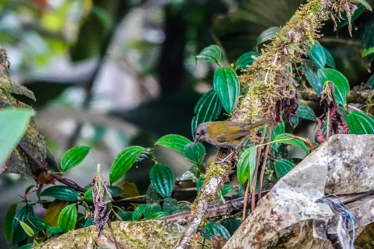 Dusky Chlorospingus - ML624960194